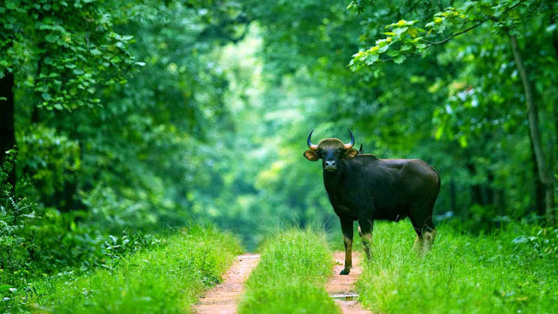 Why Bastar In Chhattisgarh Should Be On Every Traveller’s Bucket List