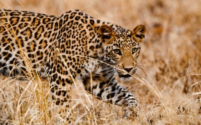 In The Land of Mowgli: My Safari Experience in Pench National Park