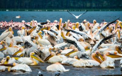 LAKE NAKURU NATIONAL PARK IN KENYA: AN AFRICAN BIRD PARADISE