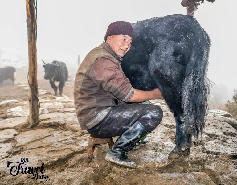 Brokpa man during his daily routine. Visiting Brokpa settlements is one of the Offbeat experiences in Tawang, Arunachal Pradesh
