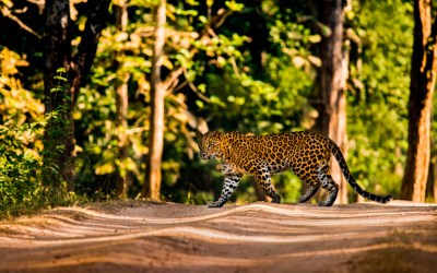 An Exceptional Safari Experience in Kanha National Park With Pugdundee Safaris