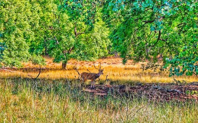 Taj Safaris Banjaar Tola & Kanha National Park, Madhya Pradesh