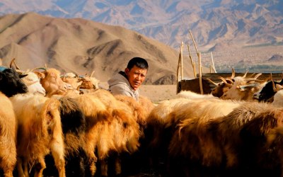 How It Feels To Live With The Changpas of Ladakh: FIND OUT