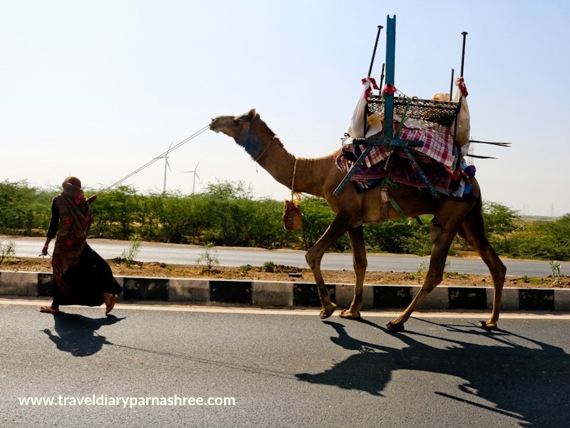 Everything about the Rabari Tribe