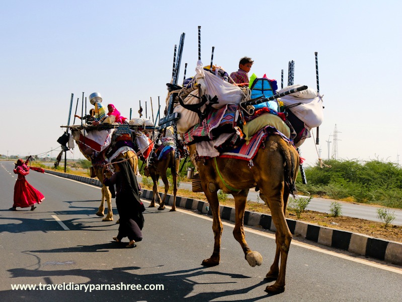 Everything About Rabari Tribe