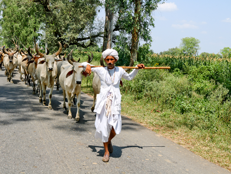 Everything about the Rabari Tribe