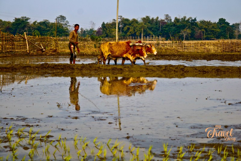 Man Busy in paddy field