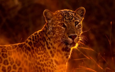 FIND OUT THE WORLD’S MOST OFFBEAT WILDLIFE PARKS