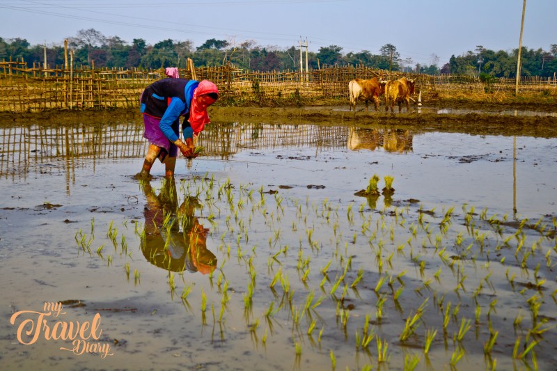 A Mishing Tribal woman busy working in a paddy field in Majuli