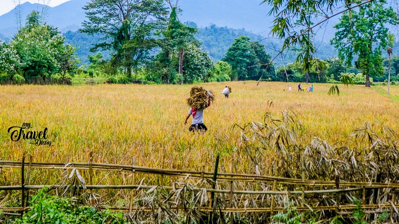 Paddy Field in Ledum Village_Adi Tribe