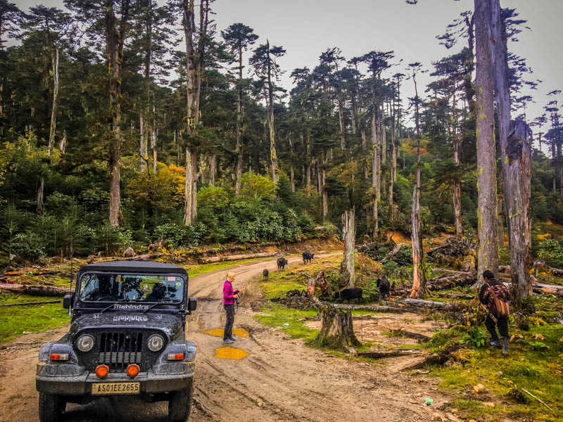 20 Reasons Why You Should Travel to Northeast India with Holiday Scout